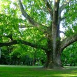 Dona un albero: l’Associazione Allievi e amici del Prof. Giancarlo Berni ha scelto di piantare un platano alle Cascine in suo ricordo