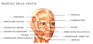 Muscoli del viso